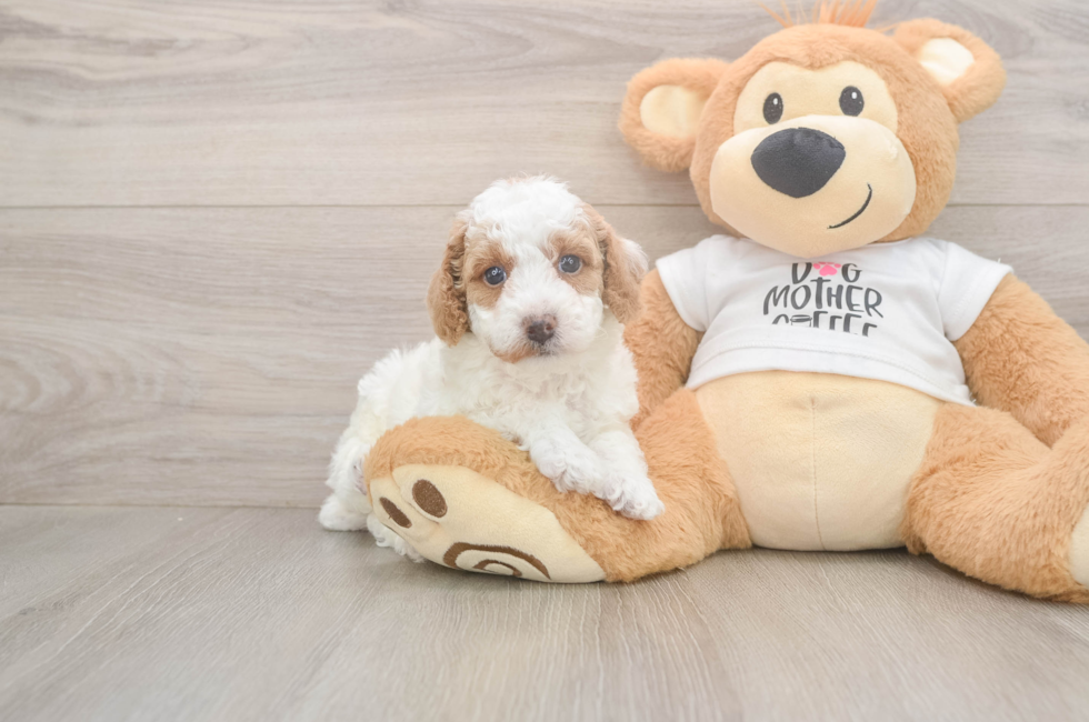 5 week old Poodle Puppy For Sale - Simply Southern Pups