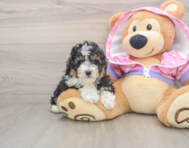 6 week old Poodle Puppy For Sale - Simply Southern Pups