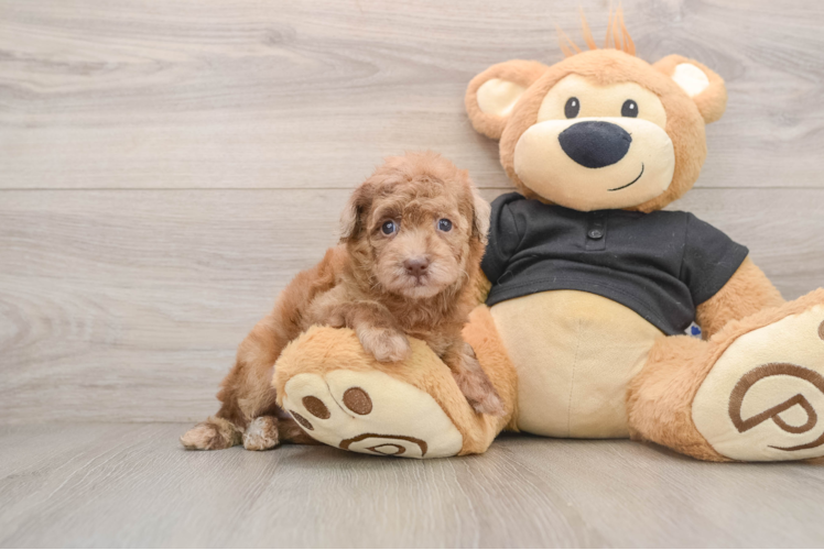 Friendly Poodle Baby