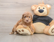 6 week old Poodle Puppy For Sale - Simply Southern Pups
