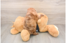 Best Poodle Baby
