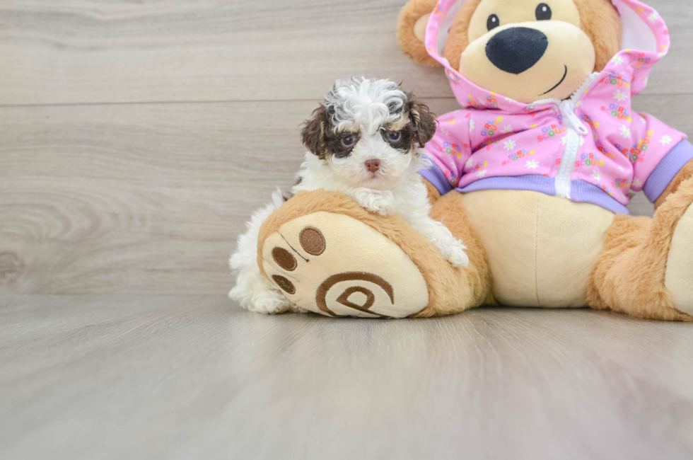 7 week old Poodle Puppy For Sale - Simply Southern Pups