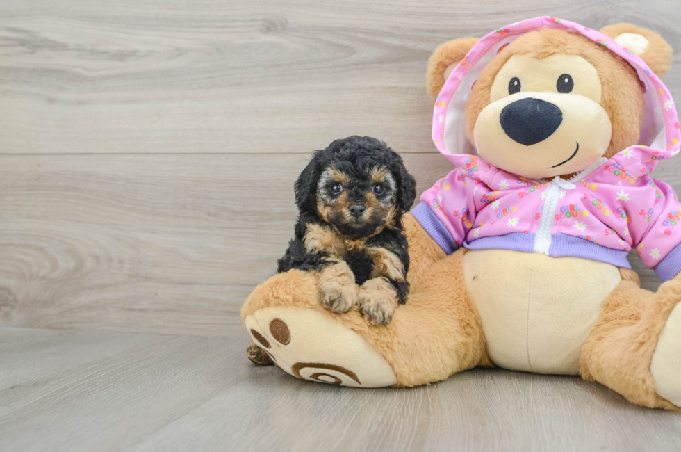 7 week old Poodle Puppy For Sale - Simply Southern Pups