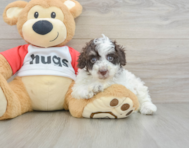 7 week old Poodle Puppy For Sale - Simply Southern Pups