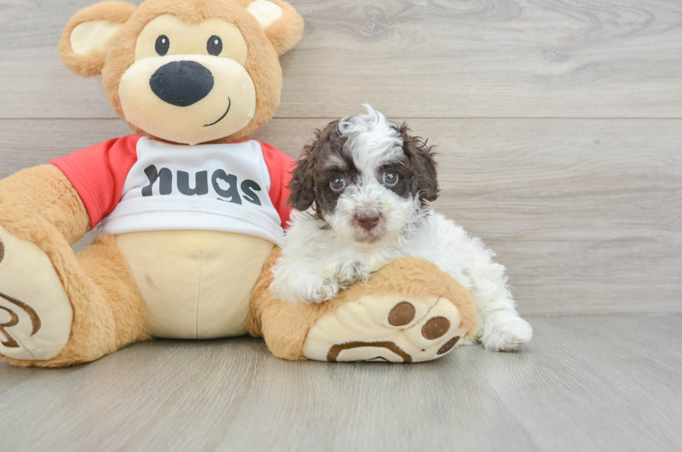 5 week old Poodle Puppy For Sale - Simply Southern Pups