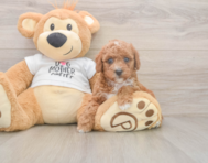 7 week old Poodle Puppy For Sale - Simply Southern Pups