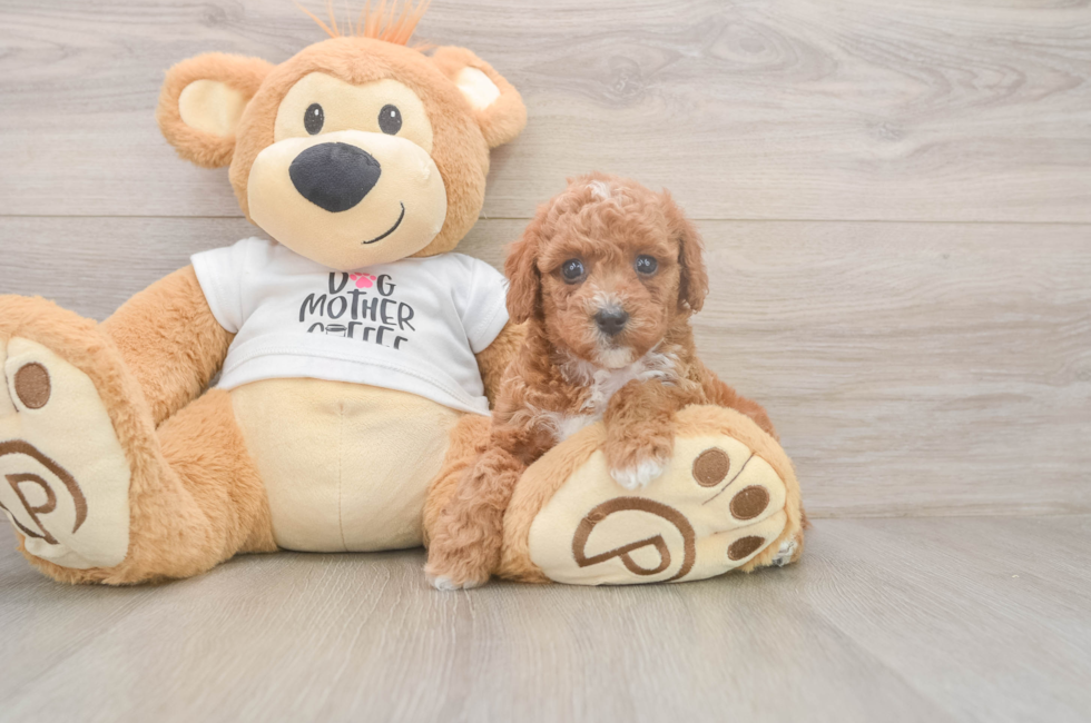 5 week old Poodle Puppy For Sale - Simply Southern Pups