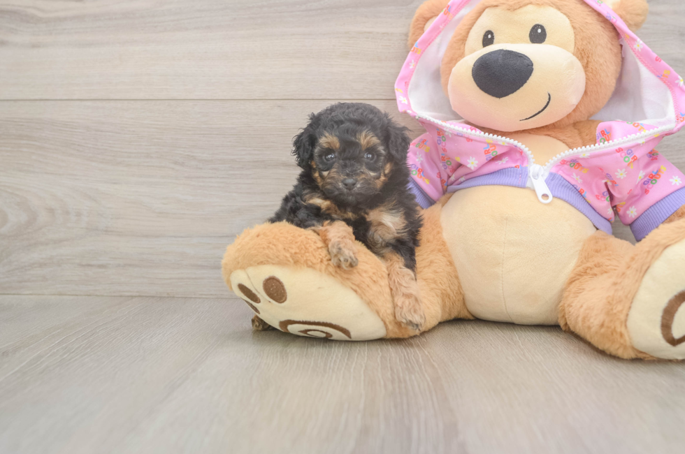 5 week old Poodle Puppy For Sale - Simply Southern Pups