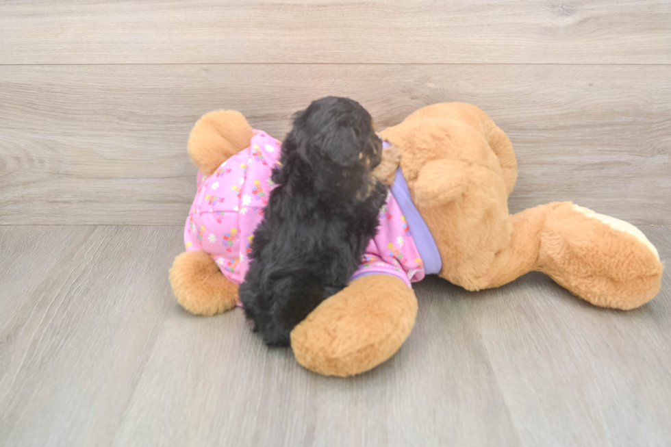 Poodle Pup Being Cute