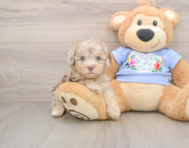 8 week old Poodle Puppy For Sale - Simply Southern Pups