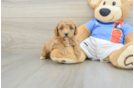 Cute Pudel Purebred Puppy