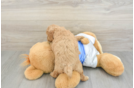 Playful Poodle Purebred Pup