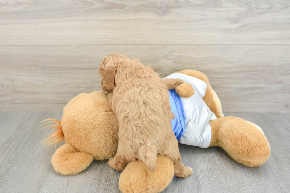 Playful Poodle Purebred Pup