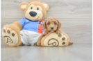 Poodle Puppy for Adoption
