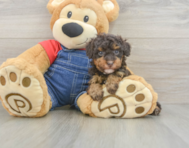 9 week old Poodle Puppy For Sale - Simply Southern Pups