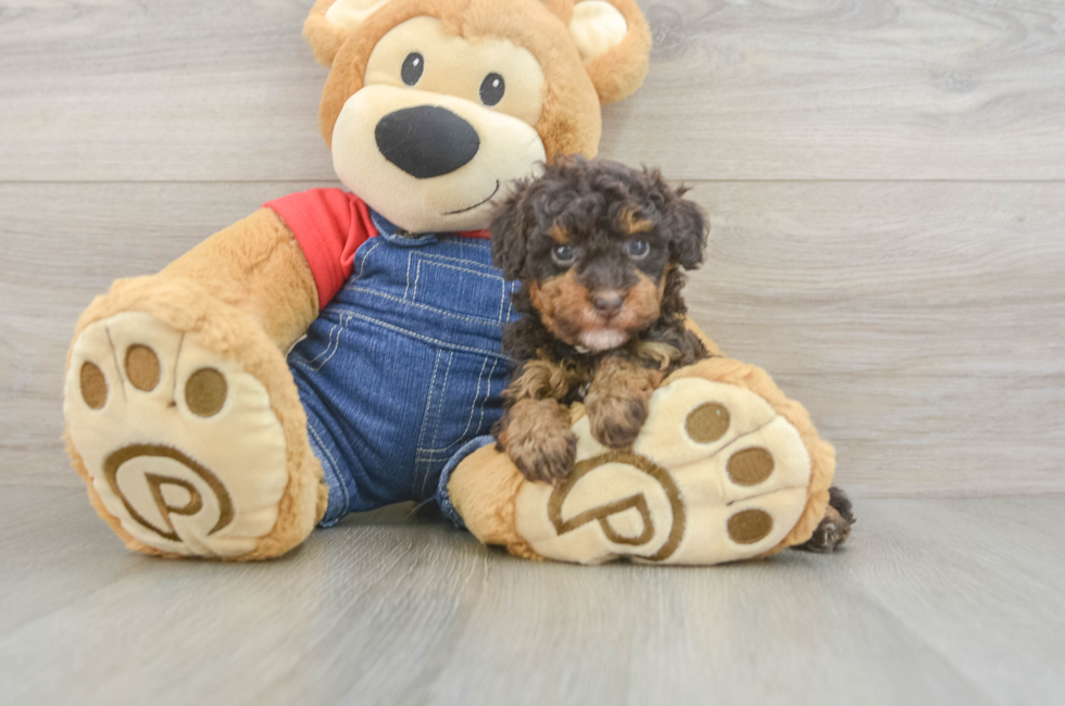 5 week old Poodle Puppy For Sale - Simply Southern Pups