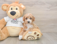 7 week old Poodle Puppy For Sale - Simply Southern Pups