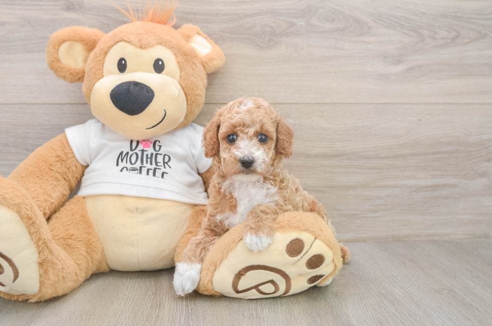 5 week old Poodle Puppy For Sale - Simply Southern Pups