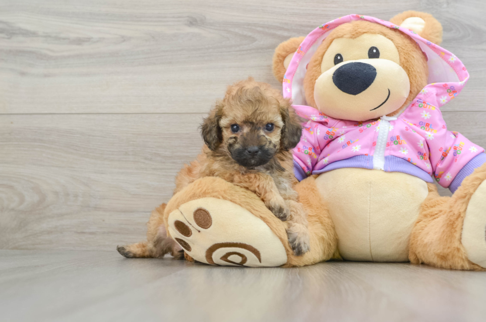 7 week old Poodle Puppy For Sale - Simply Southern Pups