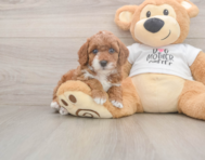 7 week old Poodle Puppy For Sale - Simply Southern Pups