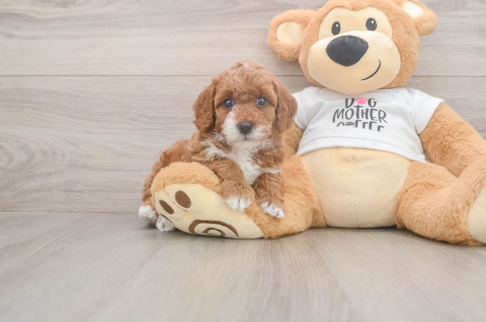 5 week old Poodle Puppy For Sale - Simply Southern Pups