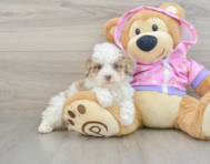 7 week old Poodle Puppy For Sale - Simply Southern Pups