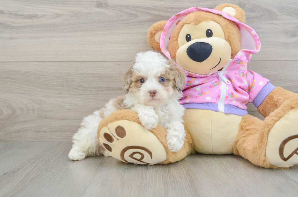 7 week old Poodle Puppy For Sale - Simply Southern Pups