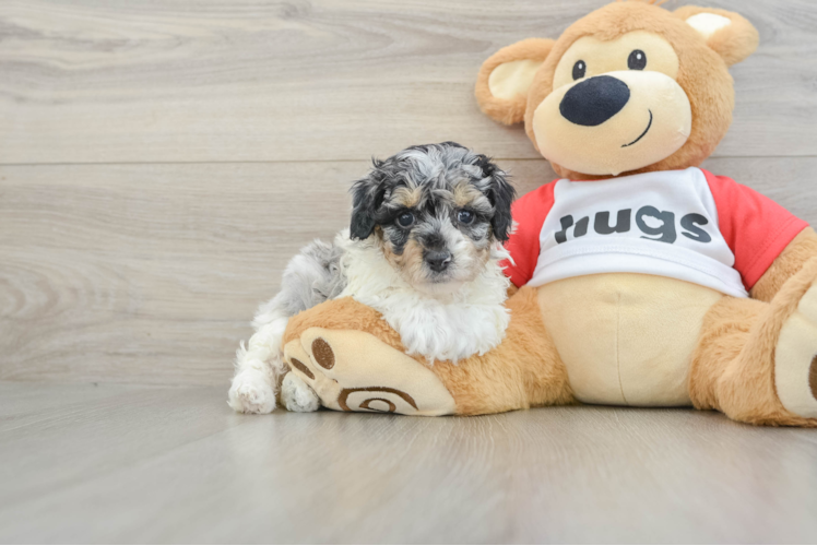 Fluffy Toy Poodle Purebred Puppy