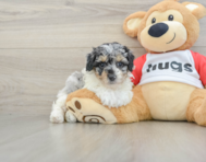 8 week old Poodle Puppy For Sale - Simply Southern Pups