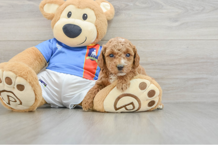 Cute Pooodle Purebred Puppy