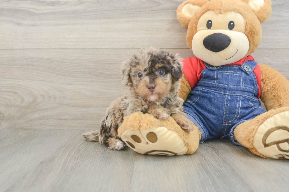 5 week old Poodle Puppy For Sale - Simply Southern Pups