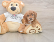 7 week old Poodle Puppy For Sale - Simply Southern Pups