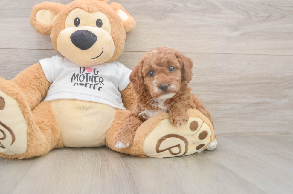 5 week old Poodle Puppy For Sale - Simply Southern Pups