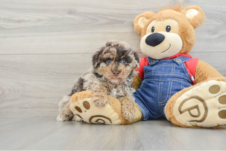 Poodle Puppy for Adoption