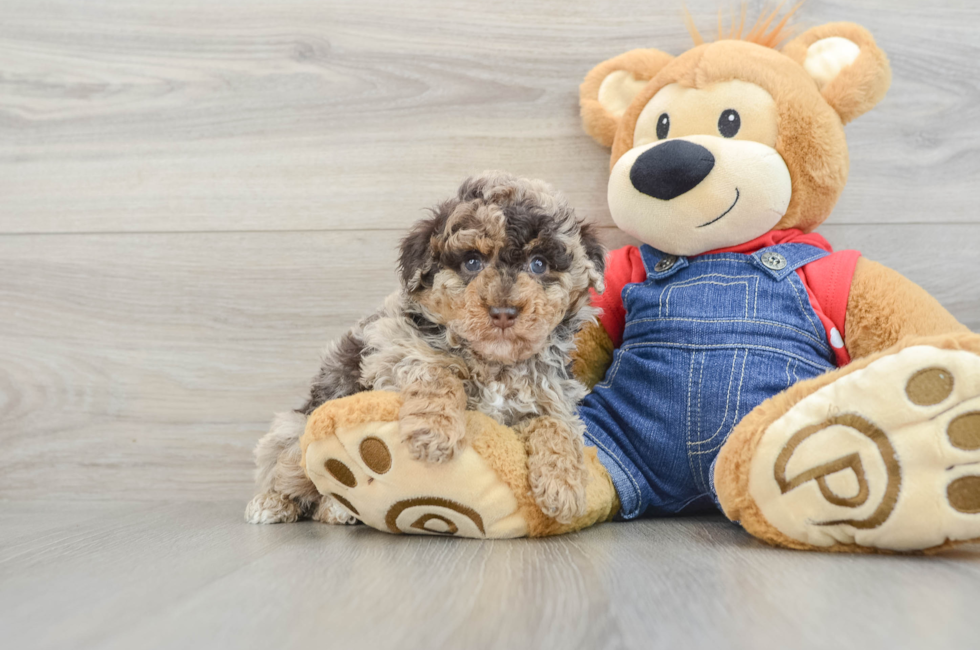 5 week old Poodle Puppy For Sale - Simply Southern Pups