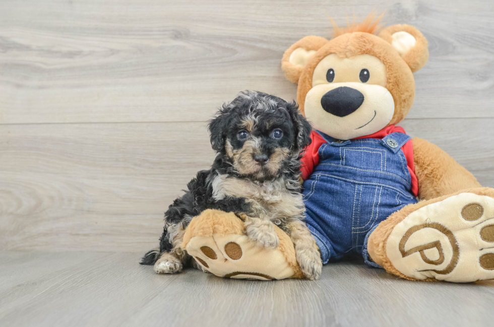 5 week old Poodle Puppy For Sale - Simply Southern Pups