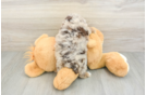Funny Poodle Baby