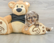 7 week old Poodle Puppy For Sale - Simply Southern Pups