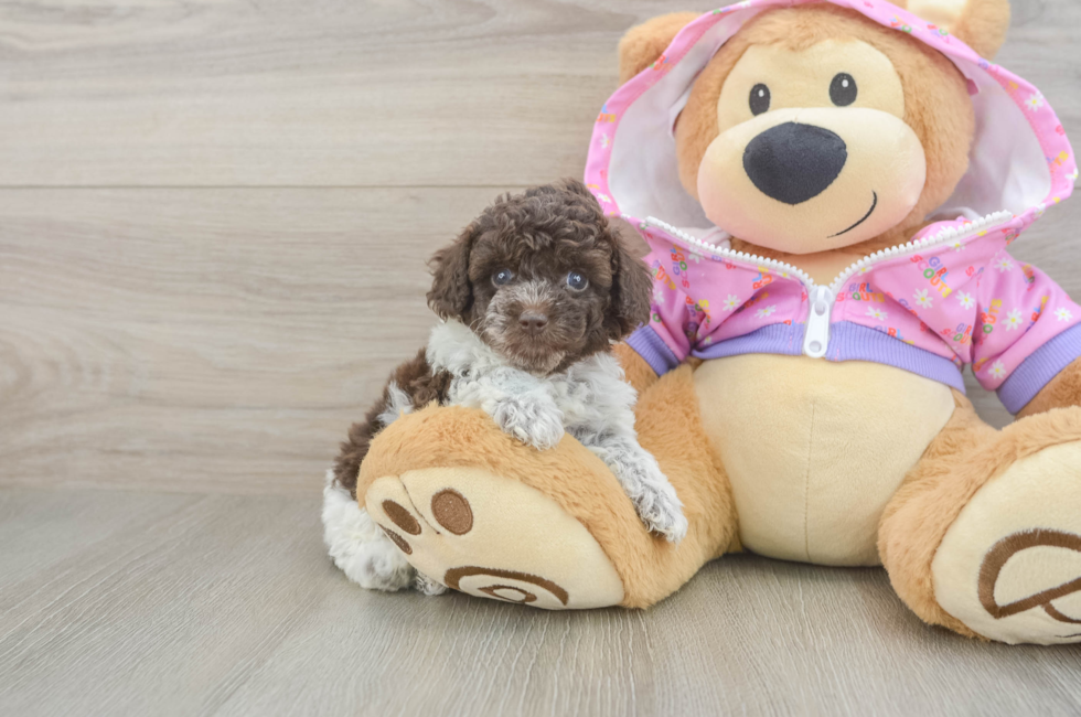 6 week old Poodle Puppy For Sale - Simply Southern Pups