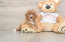 Poodle Pup Being Cute