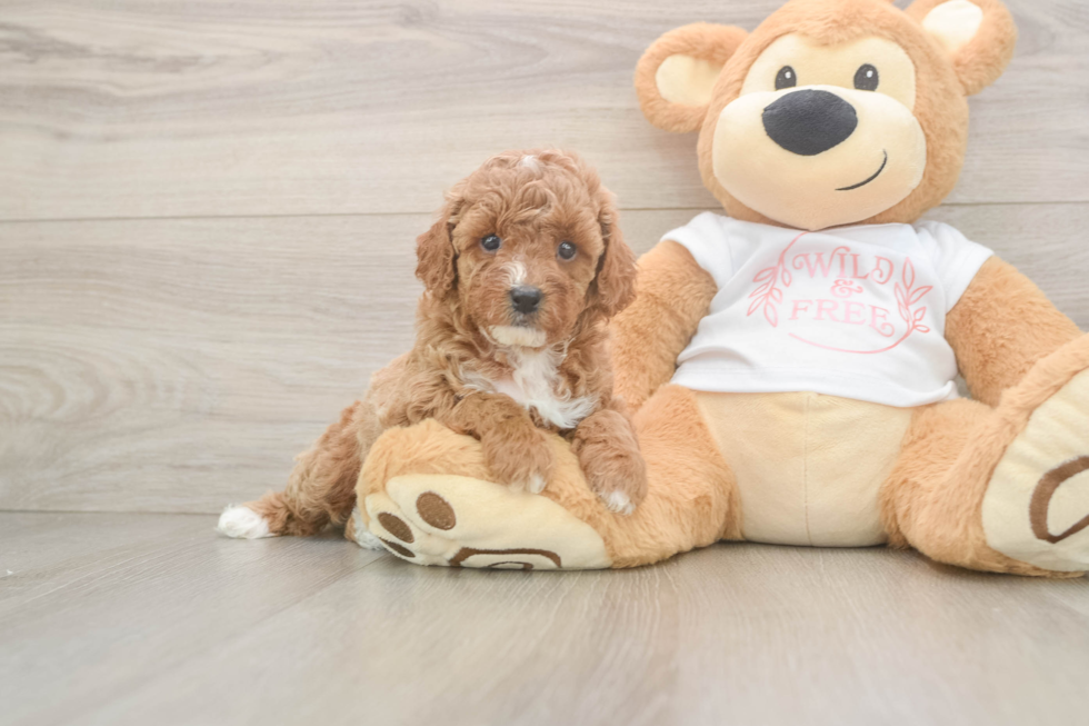 Poodle Pup Being Cute