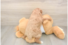 Best Poodle Baby