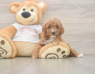 6 week old Poodle Puppy For Sale - Simply Southern Pups