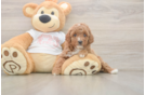 Best Poodle Baby