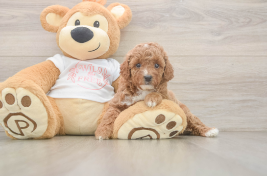 Best Poodle Baby