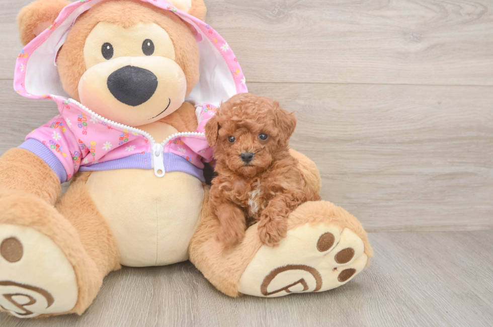 5 week old Poodle Puppy For Sale - Simply Southern Pups