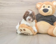 8 week old Poodle Puppy For Sale - Simply Southern Pups