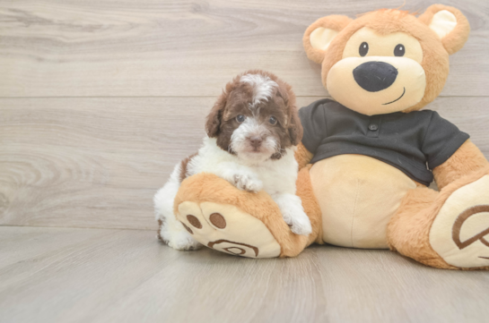 6 week old Poodle Puppy For Sale - Simply Southern Pups Little Poodle Purebred Pup