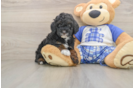 Popular Poodle Purebred Pup