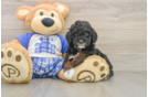 Little Poodle Purebred Pup